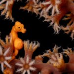 Rare Glimpses of Diverse Marine Life Take the Stage in This Year’s Ocean Art Photography Contest — Colossal