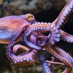 Rare Octopus ‘Bloom’ Struck UK Waters in 2025, And Now We Know Why : ScienceAlert