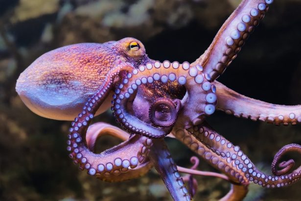 Rare Octopus ‘Bloom’ Struck UK Waters in 2025, And Now We Know Why : ScienceAlert