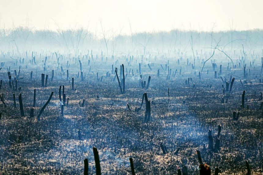 Read an extract from Juice by Tim Winton