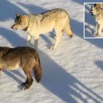 ‘Rising star’ female wolf from Yellowstone’s most famous pack is apparently taken out by poacher