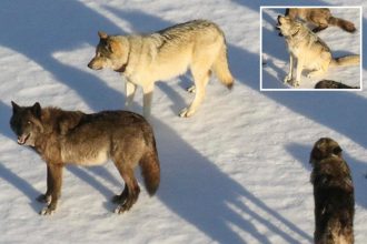 ‘Rising star’ female wolf from Yellowstone’s most famous pack is apparently taken out by poacher