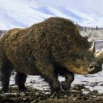 Scientists Find Extinct Rhino DNA in Wolf Pup Mummy’s Stomach