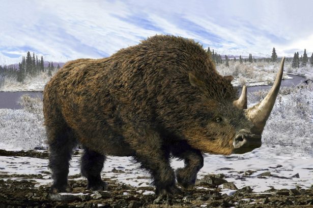 Scientists Find Extinct Rhino DNA in Wolf Pup Mummy’s Stomach