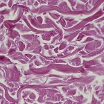 Scientists May Have Found a Blueprint to Revive Old Cells : ScienceAlert