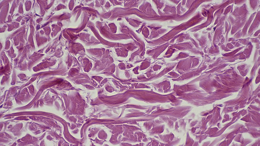 Scientists May Have Found a Blueprint to Revive Old Cells : ScienceAlert