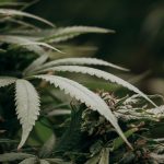 Scientists Resurrected Extinct Cannabis Enzymes And Traced The Drug’s Origins : ScienceAlert