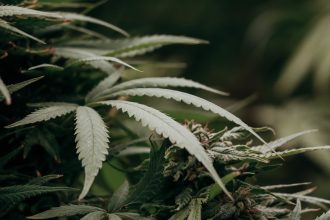 Scientists Resurrected Extinct Cannabis Enzymes And Traced The Drug’s Origins : ScienceAlert