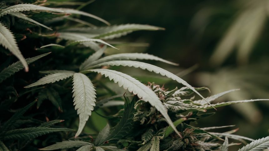 Scientists Resurrected Extinct Cannabis Enzymes And Traced The Drug’s Origins : ScienceAlert