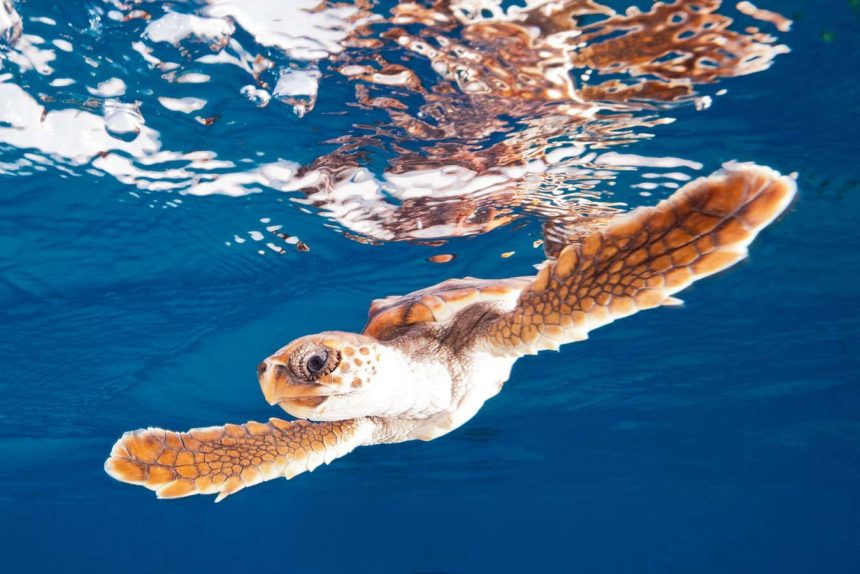 Sea turtles may be more resilient to global warming than we thought