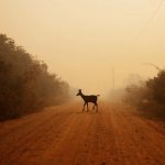 See how fire has changed the world’s largest wetland, the Pantanal