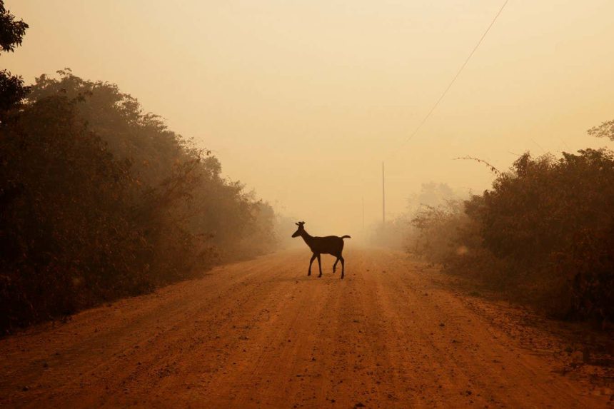 See how fire has changed the world’s largest wetland, the Pantanal