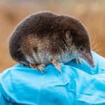 Shrews Can Shrink Their Brains by 30%. Here’s How They Grow It Back. : ScienceAlert