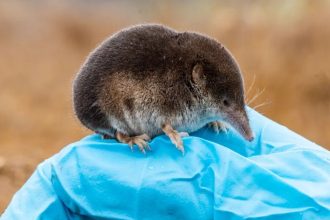 Shrews Can Shrink Their Brains by 30%. Here’s How They Grow It Back. : ScienceAlert