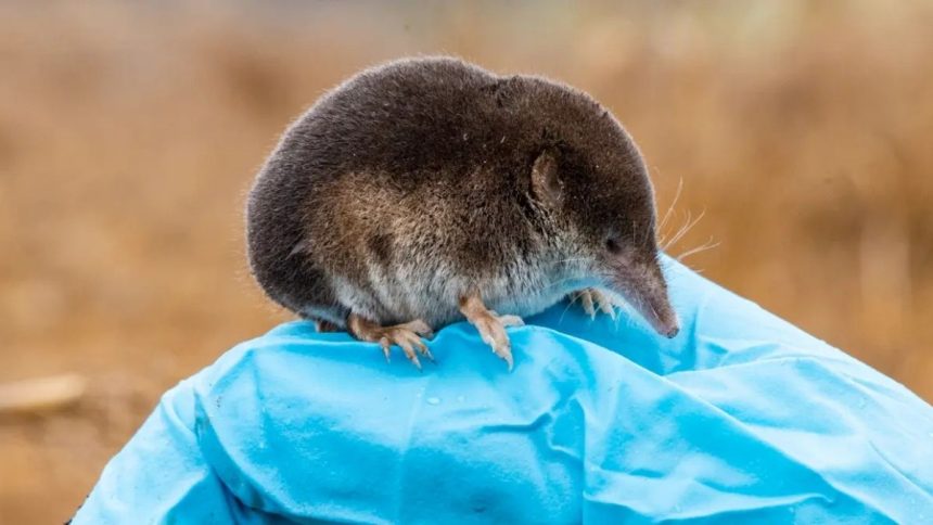 Shrews Can Shrink Their Brains by 30%. Here’s How They Grow It Back. : ScienceAlert