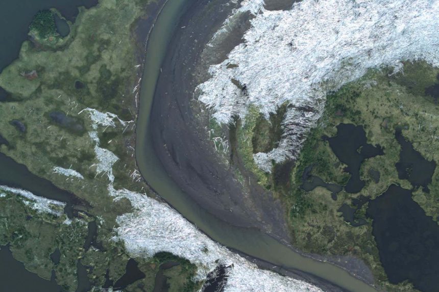 Sinking trees in Arctic Ocean could remove 1 billion tonnes of CO2