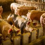Smithfield Foods, Inc. (SFD): A Bull Case Theory