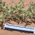 Solar farms can be havens for rare plants.