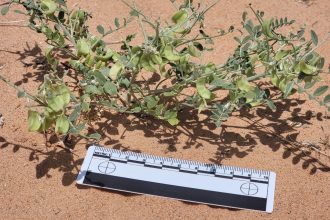 Solar farms can be havens for rare plants.