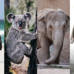 Some vaccines are making progress in protecting vulnerable species