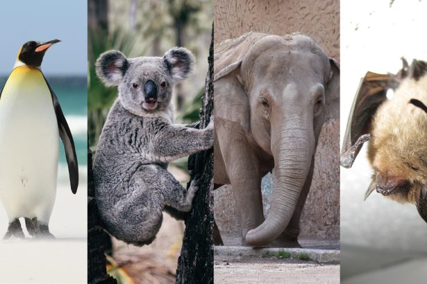 Some vaccines are making progress in protecting vulnerable species