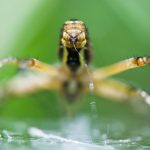 Spider silk-making organs evolved due to a 400-million-year-old genetic oops