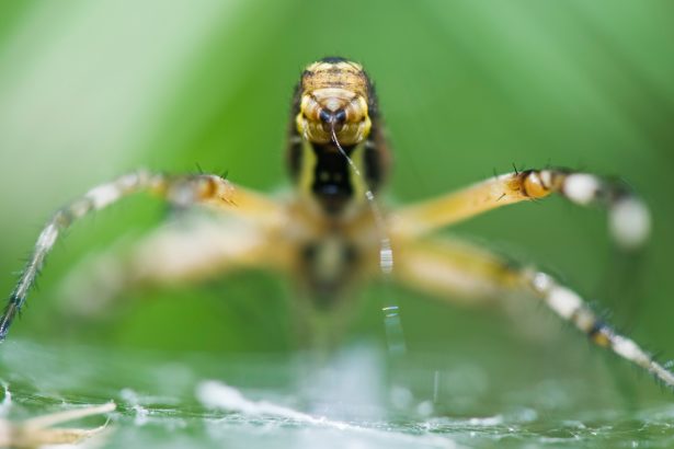 Spider silk-making organs evolved due to a 400-million-year-old genetic oops