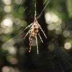 Spiders build giant decoys to scare predators from webs