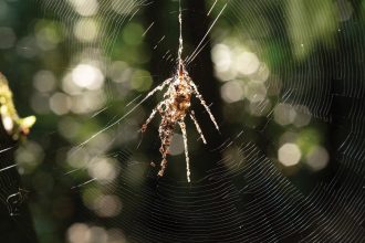 Spiders build giant decoys to scare predators from webs