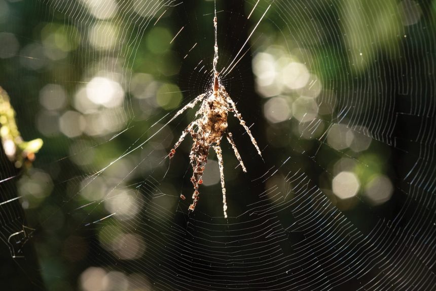 Spiders build giant decoys to scare predators from webs