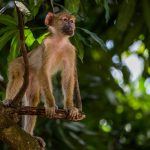 Stunning images reveal the rich biodiversity of remotest Tanzania
