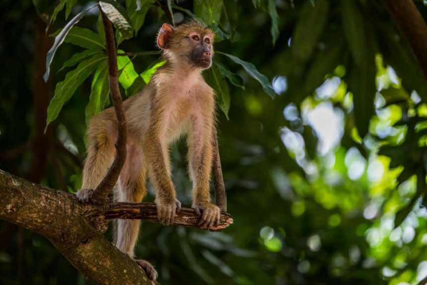 Stunning images reveal the rich biodiversity of remotest Tanzania