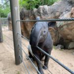 Tapir deaths at Denver Zoo caused by ‘misdosing’ of copper supplement