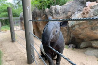 Tapir deaths at Denver Zoo caused by ‘misdosing’ of copper supplement