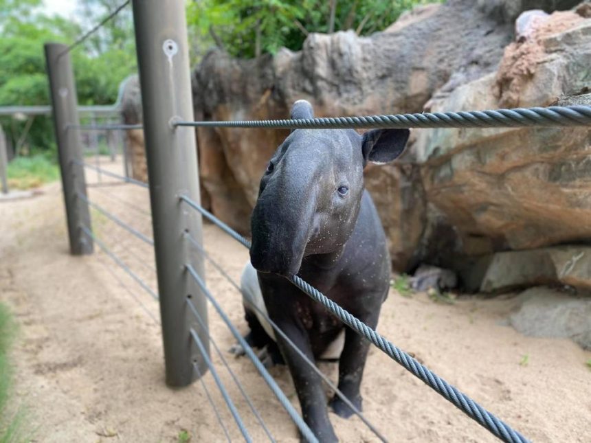 Tapir deaths at Denver Zoo caused by ‘misdosing’ of copper supplement