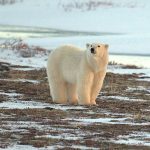 The Arctic Has Entered a New Era of ‘Extreme Weather’, Scientists Warn : ScienceAlert