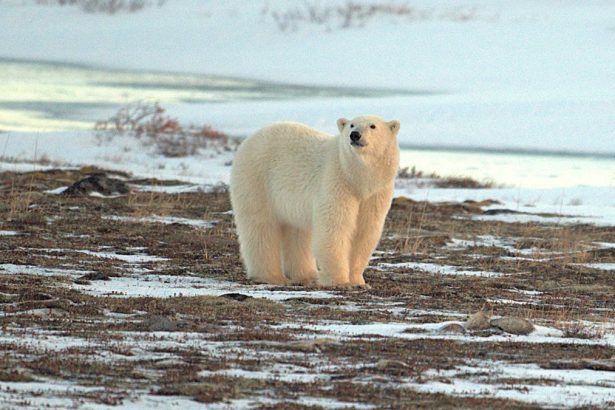 The Arctic Has Entered a New Era of ‘Extreme Weather’, Scientists Warn : ScienceAlert