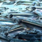 The Ocean Is Still Reeling From a Single Massive Heat Wave Decades Ago : ScienceAlert