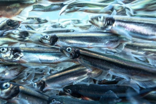 The Ocean Is Still Reeling From a Single Massive Heat Wave Decades Ago : ScienceAlert