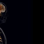 The brain’s response to a heart attack may worsen recovery