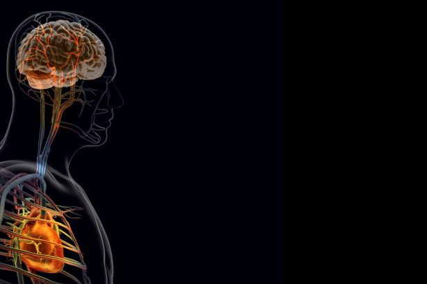 The brain’s response to a heart attack may worsen recovery