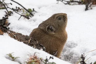 There’s life beneath the snow, but it’s at risk of melting away