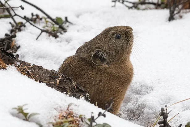 There’s life beneath the snow, but it’s at risk of melting away