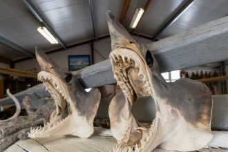 These Bizarre, Centuries-Old Greenland Sharks May Have a Hidden Longevity Superpower