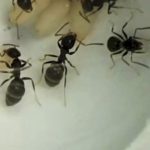 These sick baby ants sacrifice themselves to protect their colony