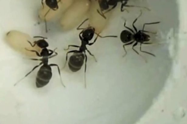 These sick baby ants sacrifice themselves to protect their colony