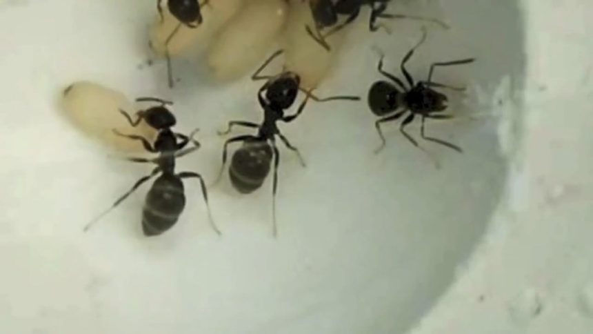 These sick baby ants sacrifice themselves to protect their colony