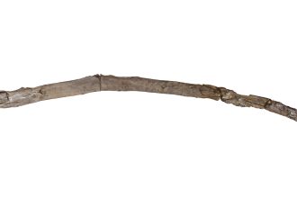 This ancient stick may be the world’s oldest handheld wooden tool