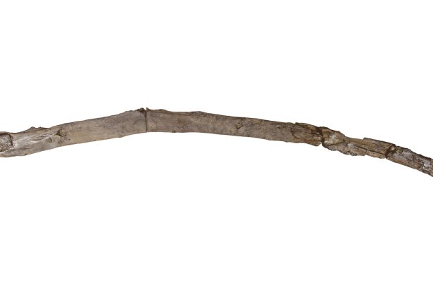 This ancient stick may be the world’s oldest handheld wooden tool