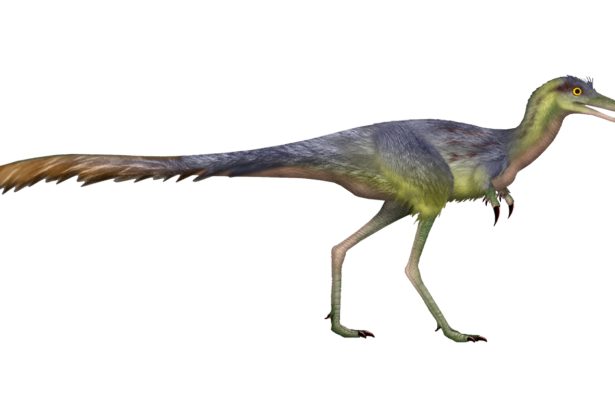 This dino’s fossil claw suggests it snatched eggs, not insects